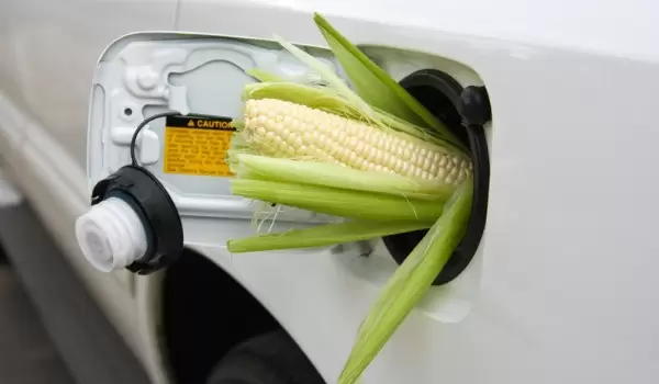 Ethanol được sản xuất từ các loại cây trồng như ngô, mía đường, lúa mạch, cỏ và cây rơm