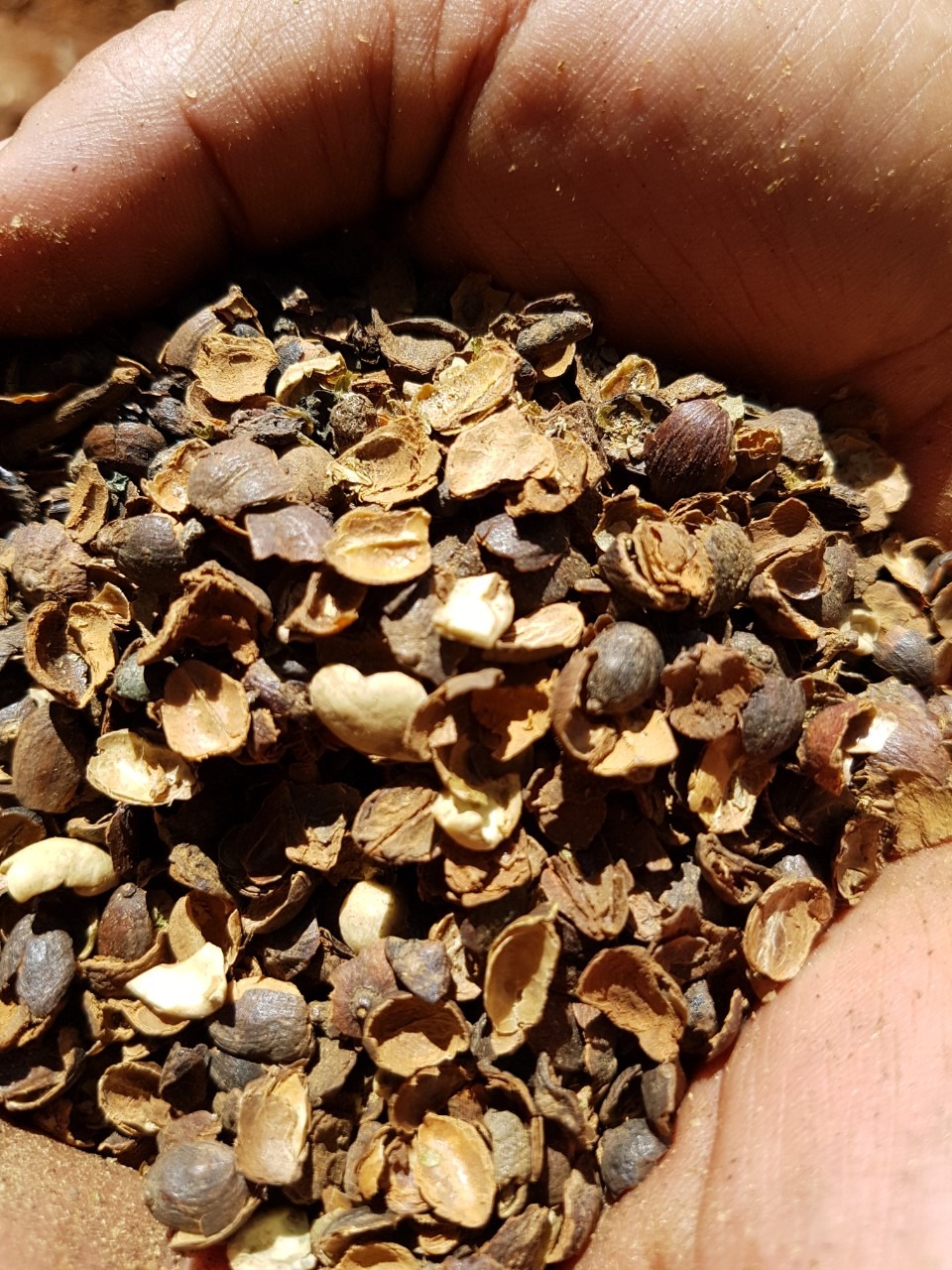 Vỏ Cà Phê